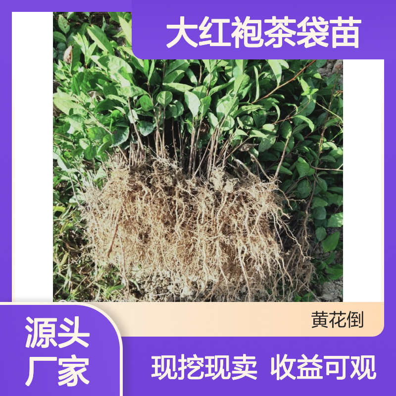 现挖现卖大红袍茶袋苗 种植收益好荒山农田均可种植