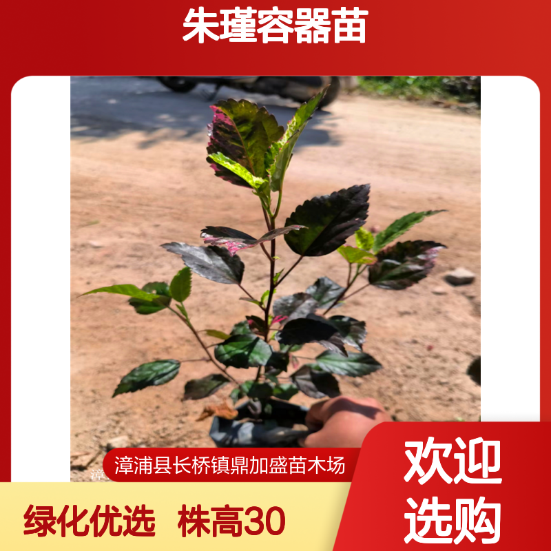 鼎加盛彩叶扶桑朱瑾容器苗 30cm株高常绿灌木 大杯小杯 园林绿化优选