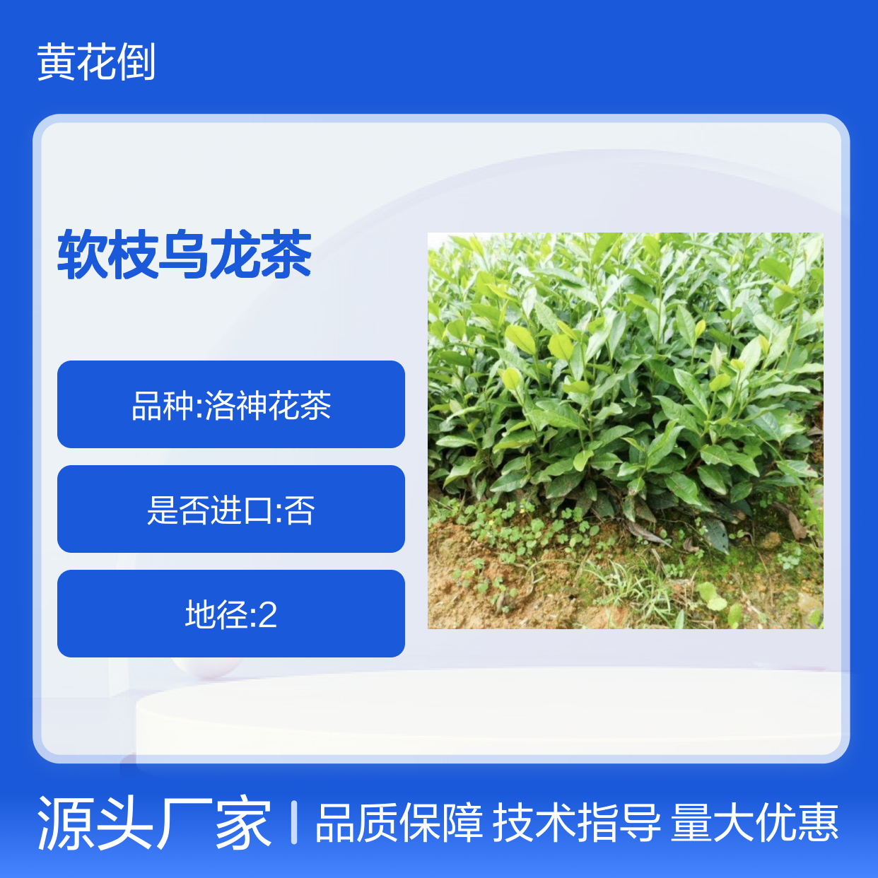 基地直供软枝乌龙茶小杯苗 种植技术免费指导