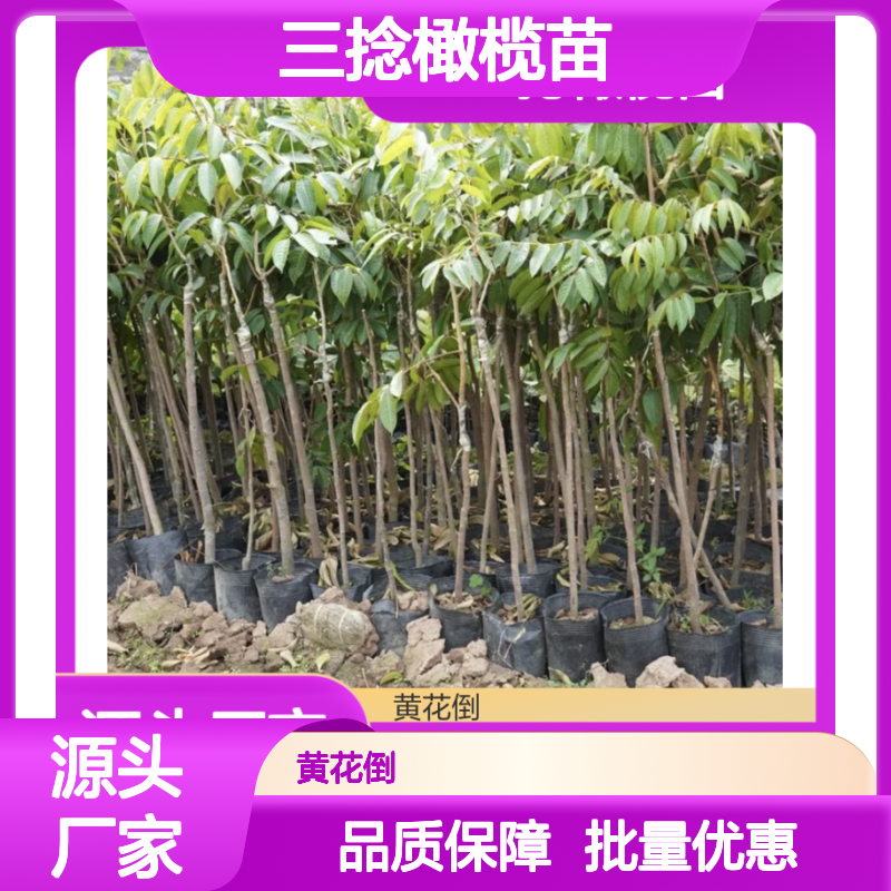 三捻橄榄苗 百亩主产区直供 批量优惠 种植专家