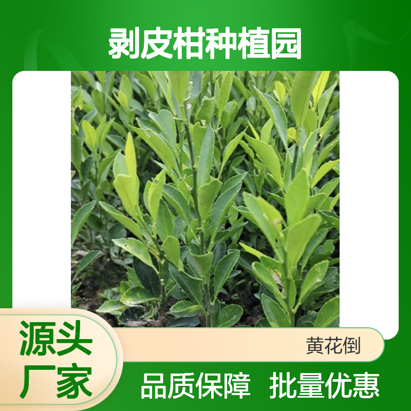 剥皮柑种植园 优质剥皮柑树苗 批发供应 科学管理