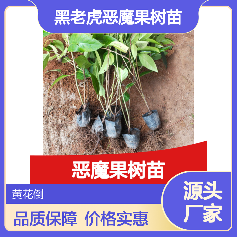黑老虎恶魔果树苗 园林优选 批发供应 种植简单