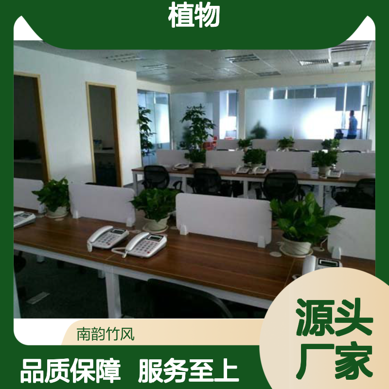 南韵竹风植物租摆服务 绿化工程设计与施工 成活率高