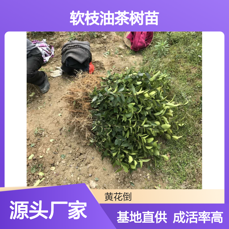 高产嫁接软枝油茶树苗 基地直供 果大皮薄 适应性强