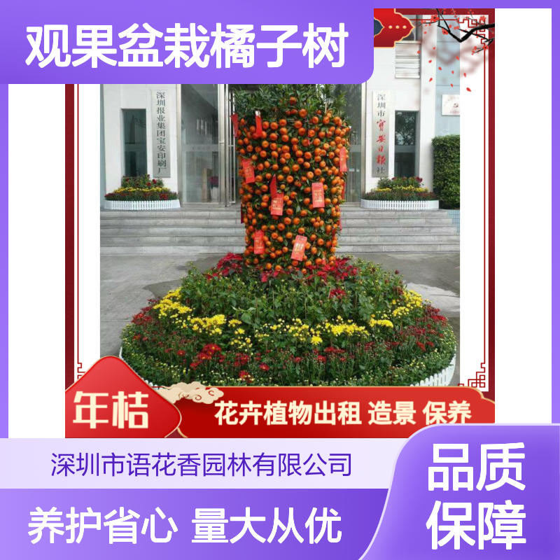 观果盆栽橘子树 小金桔树 室内外装饰绿植 乔迁新居送礼佳品