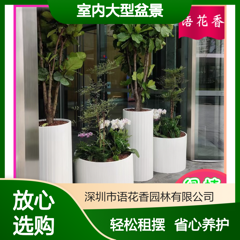 室内大型盆景租赁 长期短期租摆服务 办公生活环境美化