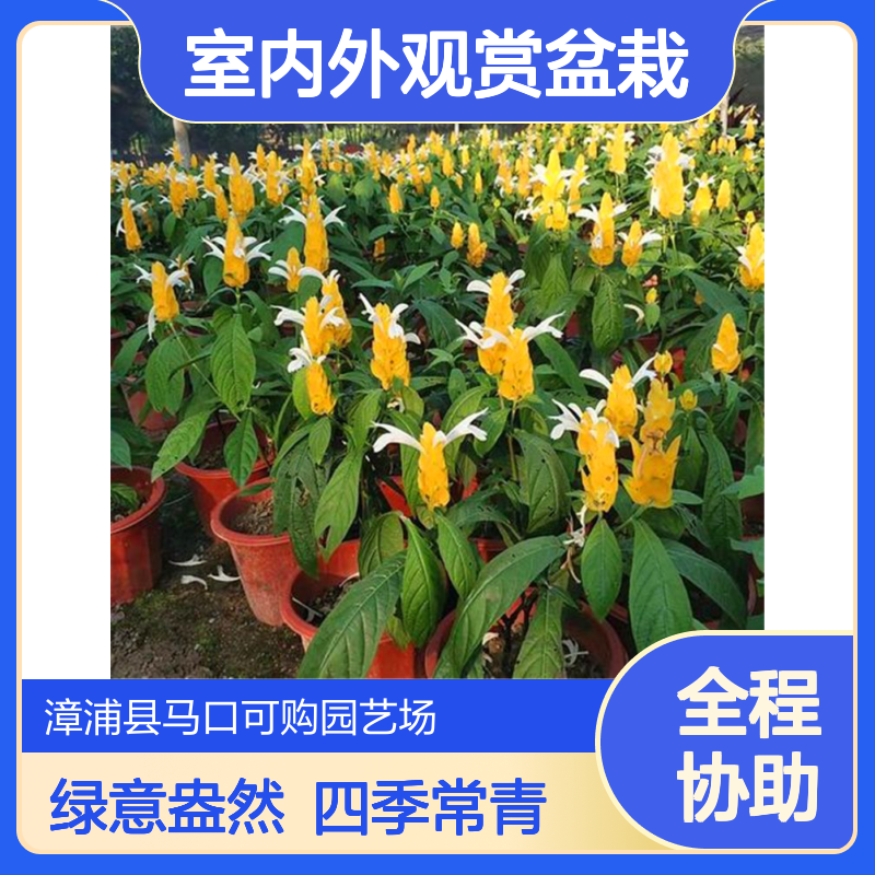 漳 州产黄虾花金苞花杯苗 25地径1.2树龄 常绿观花盆栽 全国可售
