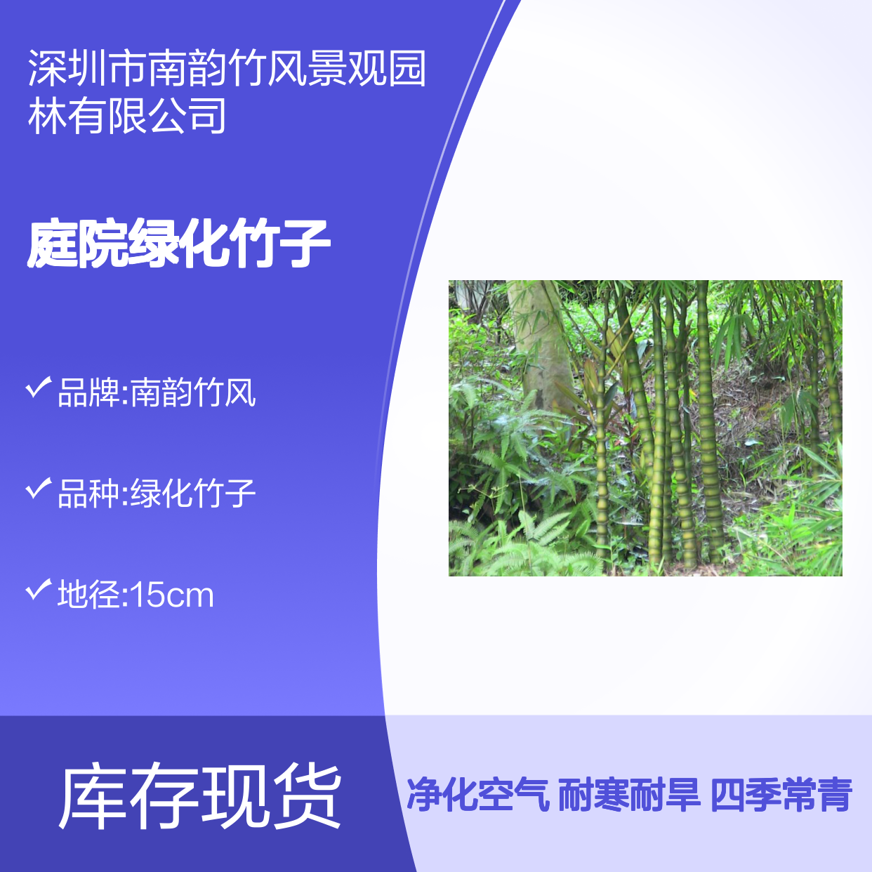 深 圳刚竹竹苗批发市场 庭院绿化竹子养护修剪 南韵竹风