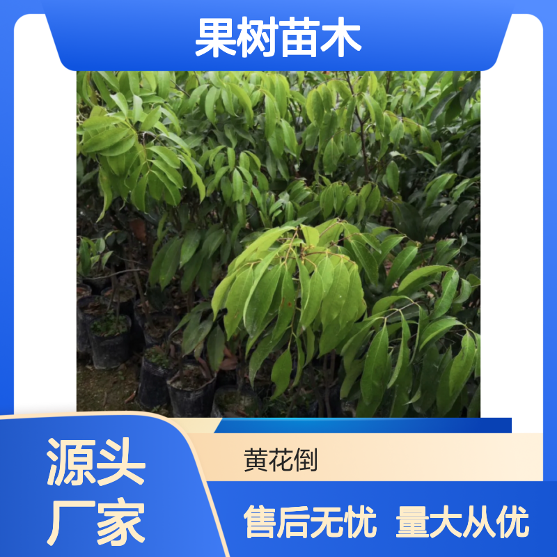 冰荔枝果树苗木 源头直供 种植简单 技术成熟 服务周到