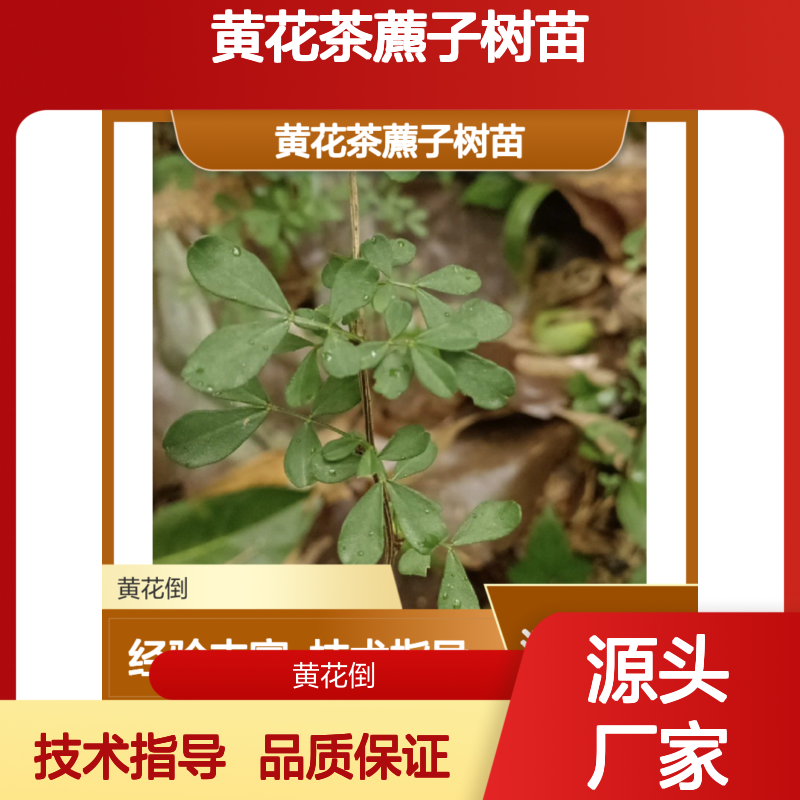 苗木合作社自营黄花茶藨子树苗 全程技术指导 十几年苗木培育经验