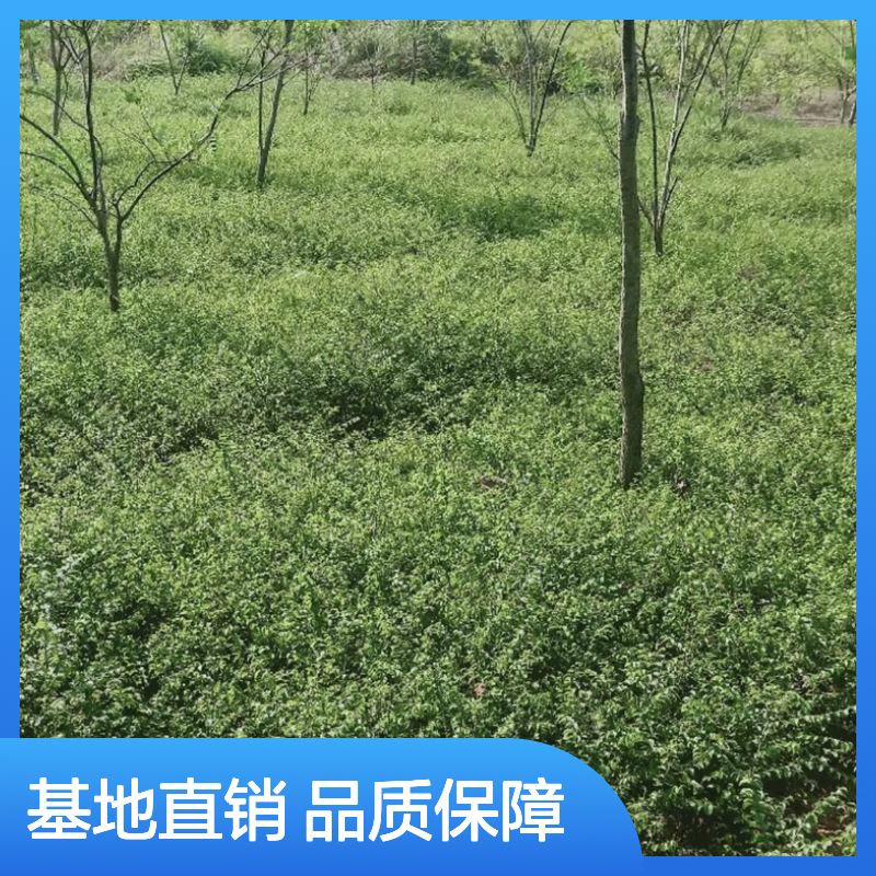 铁篱笆小苗基地直供 园林绿篱优选 货源充足 木材坚硬