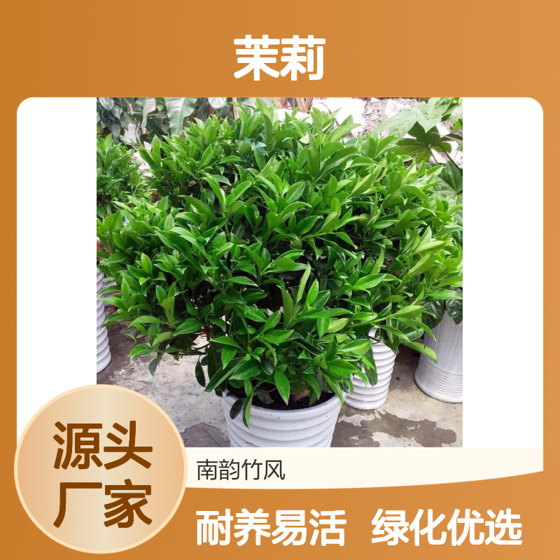 非洲茉莉批发 灰莉球绿化苗木 花店盆栽 基地种植 数量充足 南韵竹风