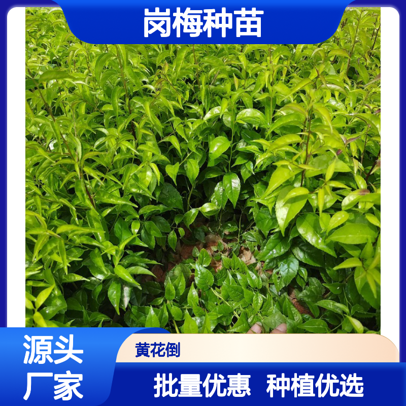 岗梅种苗 百亩种植区直供 品质优良 药用价值 广泛分布