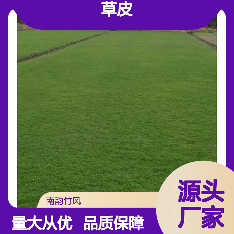 南韵竹风景观草皮 承接绿化工程 品种多样 经济实惠