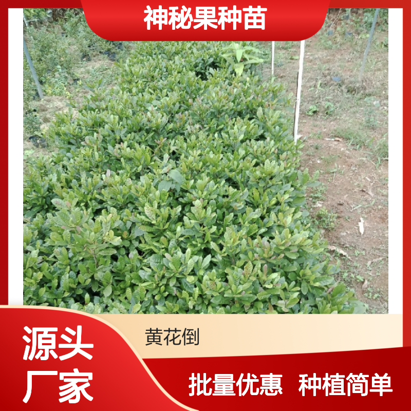 神秘果种苗供应 基地直发 种植指导 品质优良 成活率高