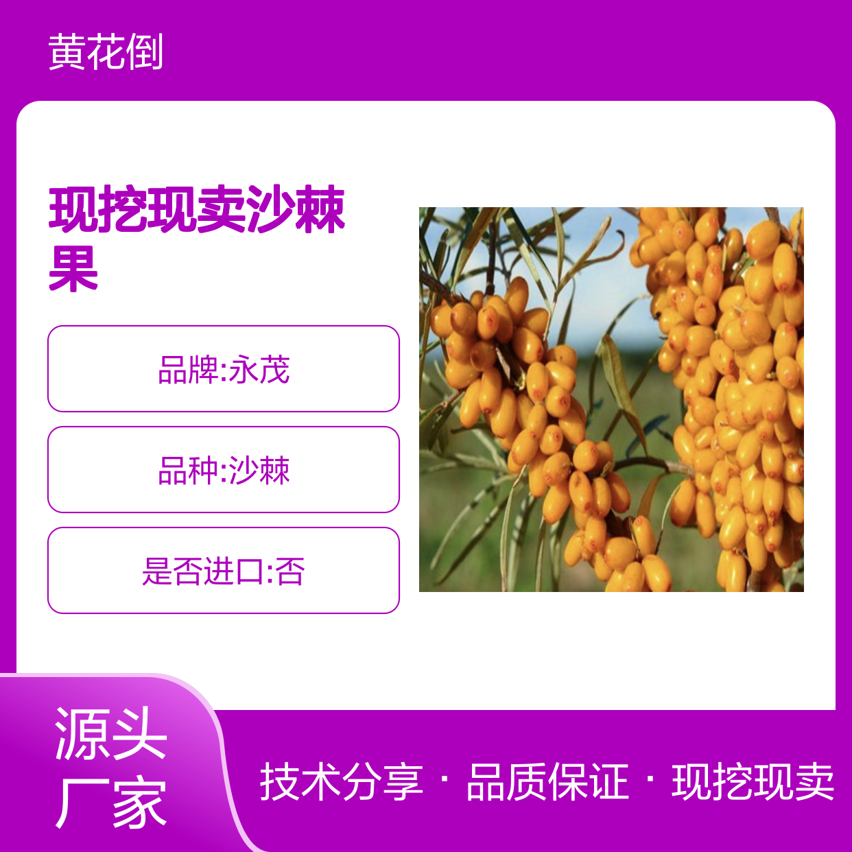 现挖现卖沙棘果种苗 苗圃产地直供品质保证种植技术分享