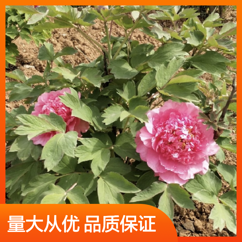 牡丹种苗 多年生落叶灌木 花卉之选 色泽艳丽 栽培简单