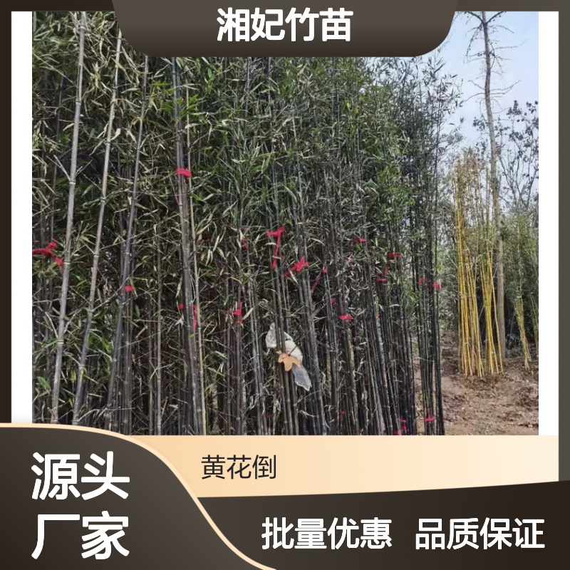 湘妃竹苗 百亩种植区直供 基地批发 成林快速 繁殖简单
