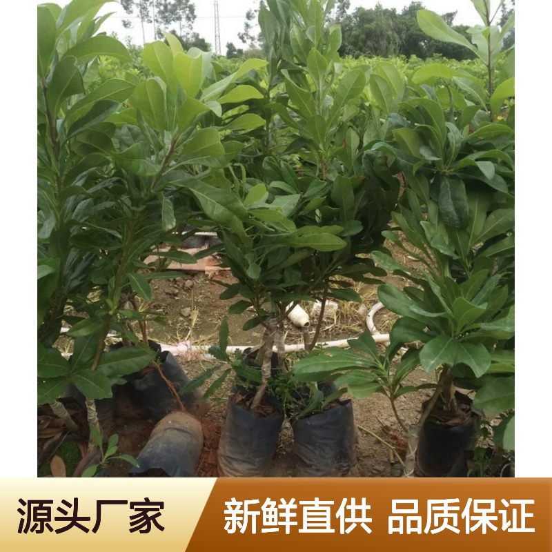 农户直供特早杨梅直生苗 送货上门包邮 欢迎来电洽谈经验分享