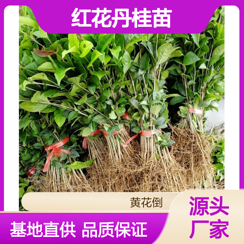 红花丹桂苗 百亩基地直供 批发零售 品种优良 生长旺盛