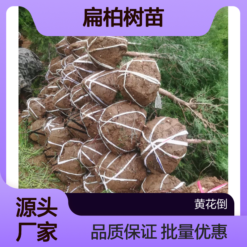 扁柏树苗 绿化优选 耐旱抗寒 基地直供 生长迅速