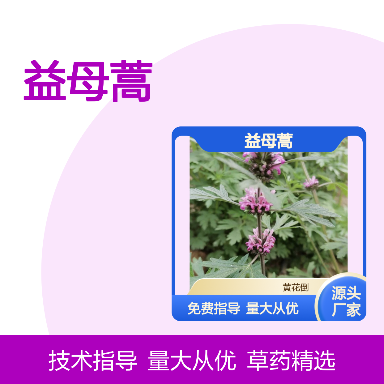 当年采收益母蒿种子 草药种植优选 技术指导 自营基地