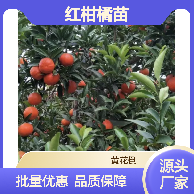 红柑橘苗 杂交新品种红美人 园林植物 柔软多汁