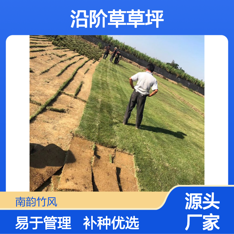 沿阶草草坪补种 绿化设计专用草种 生长迅速 易于管理