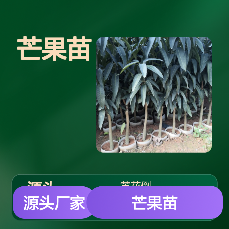 批发爱文芒果苗 种植基地直发 成活率高品种优