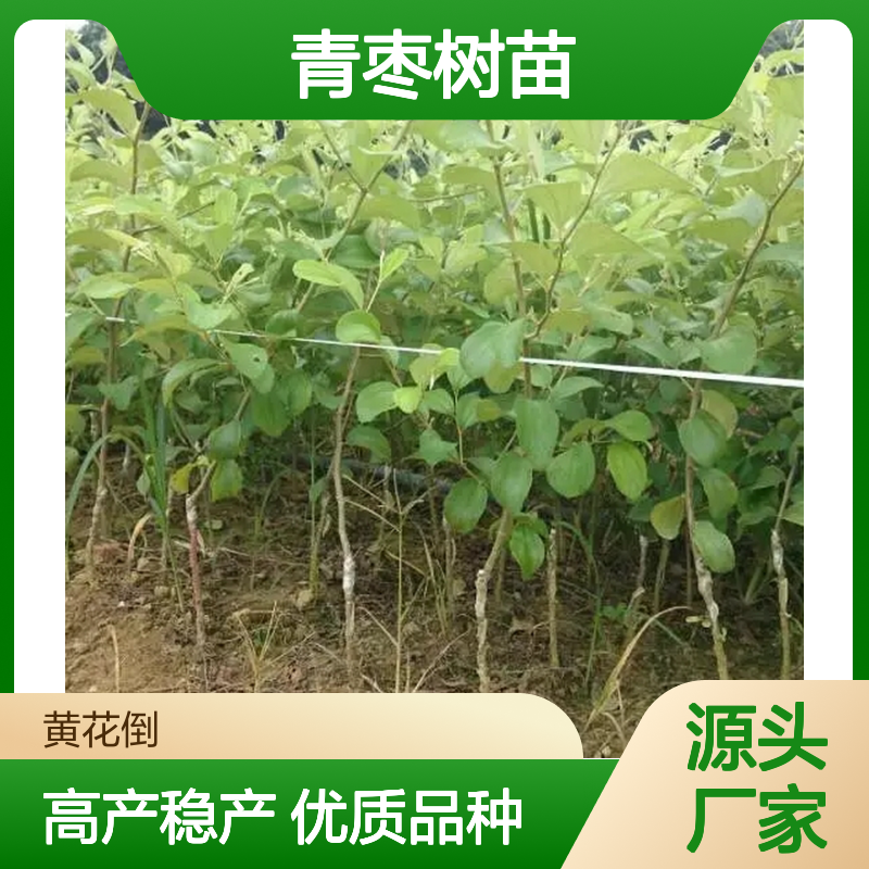 苗木合作社自营基地供应大青枣树苗 多年生根系发达成活高规格齐全