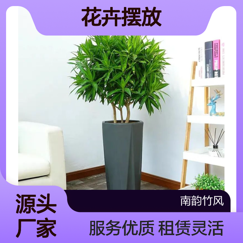 花卉摆放租赁服务 绿植盆栽多样选择 成活率高
