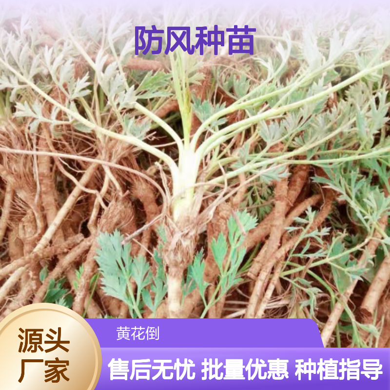 防风种苗 喜凉爽耐寒耐旱 品质优良 技术成熟 产地直供