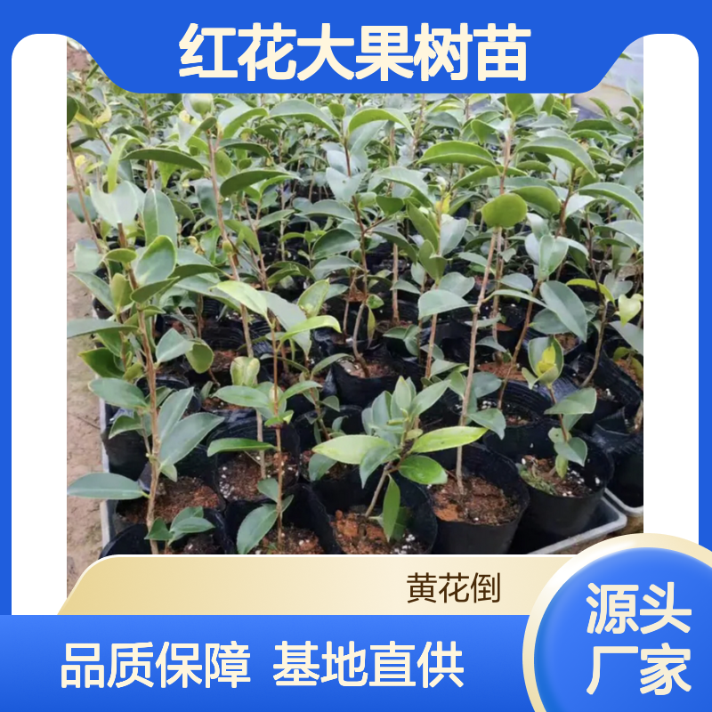 红花大果树苗 基地直供高产油茶 耐寒抗旱 适应性强