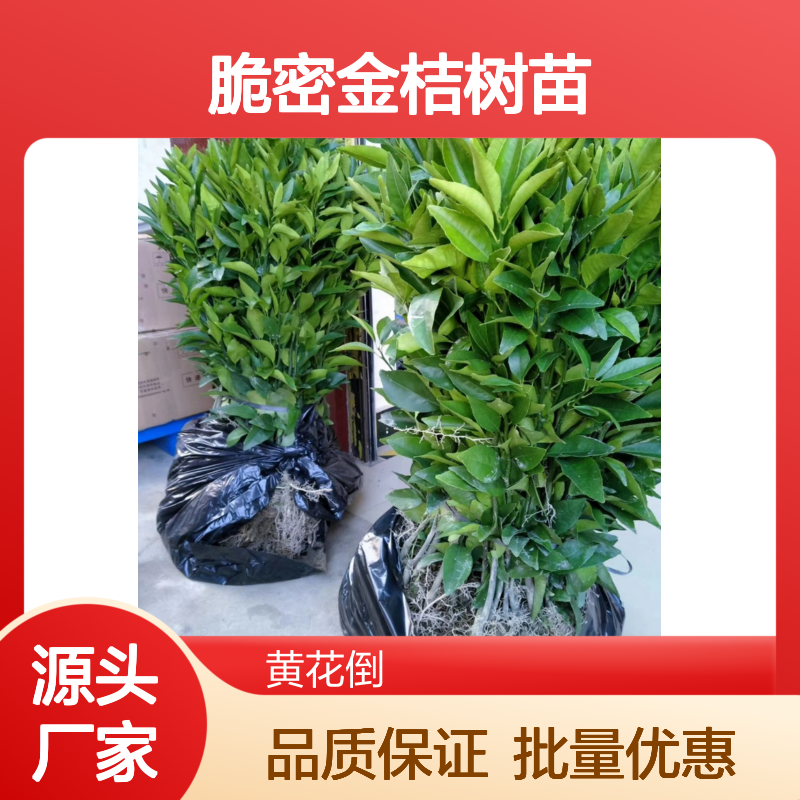 脆密金桔树苗 优良品种基地直供 果香四溢 易于成活