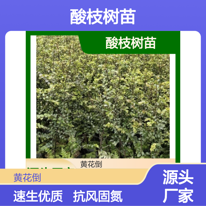 酸枝树苗 百亩主产区直供 抗风固氮 速生优质 耐干耐热