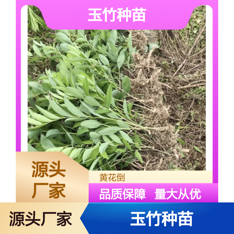 玉竹种苗 药用植物 园林绿化 适应性广 培育成熟