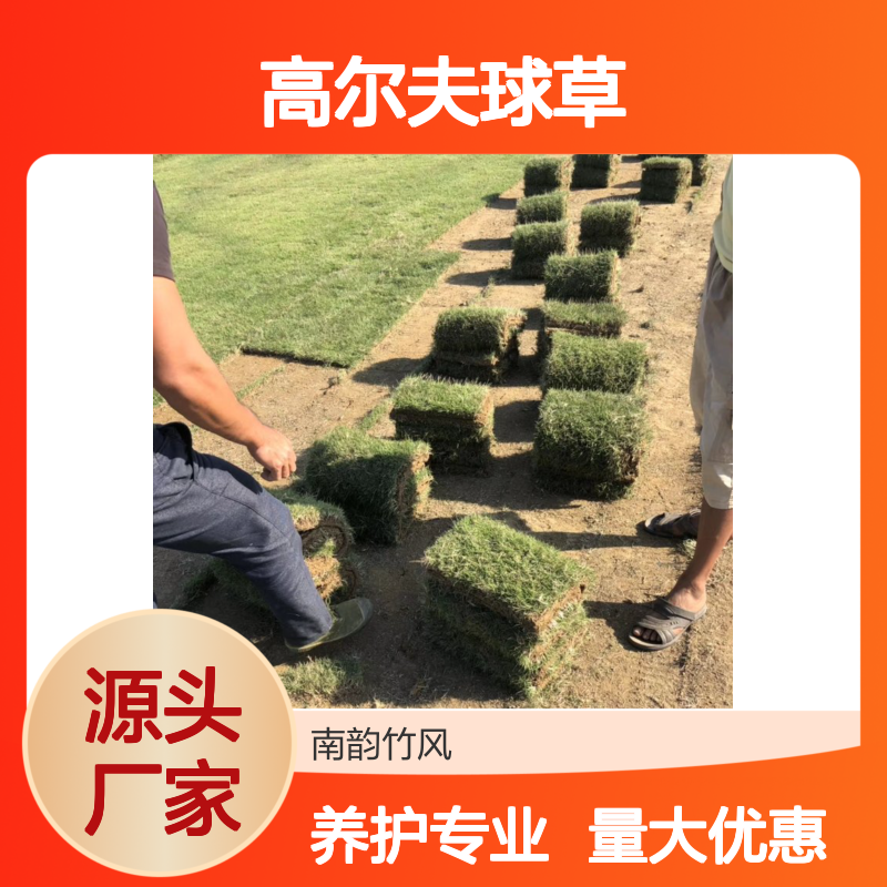 高尔夫球草皮养护 南韵竹风西丽草皮维护 品质如一