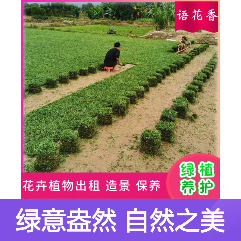 马尼拉草坪 真草皮带泥土 公园绿化美化专用草皮