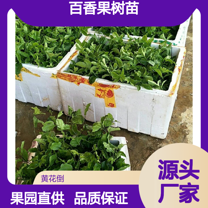满天星百香果树苗 紫色果形小巧鲜食佳 抗病性强