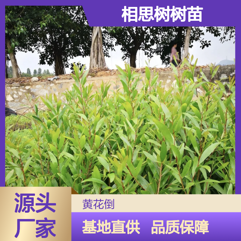 相思树树苗 批发基地直供 景观优选 生长快速 耐热耐旱