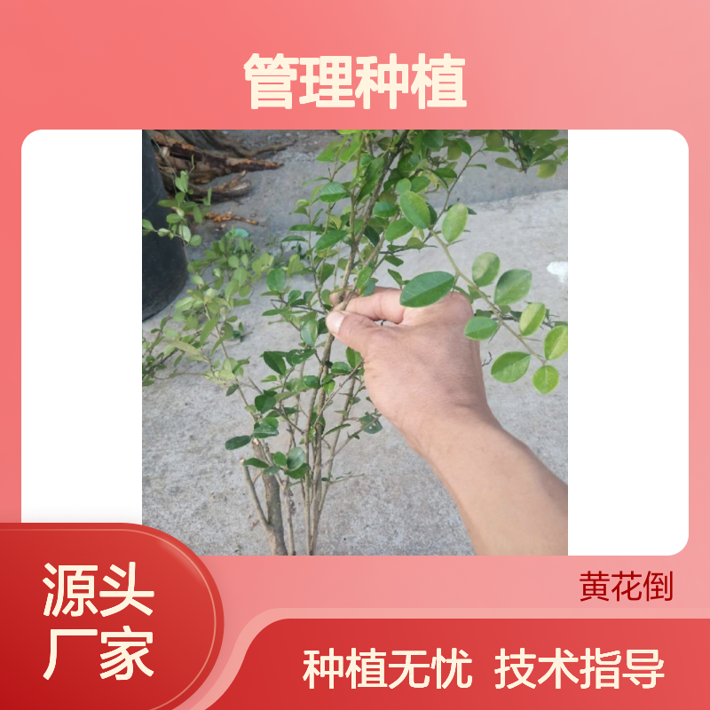 柘根种苗产地直供,含免费管理种植技术 品质优良