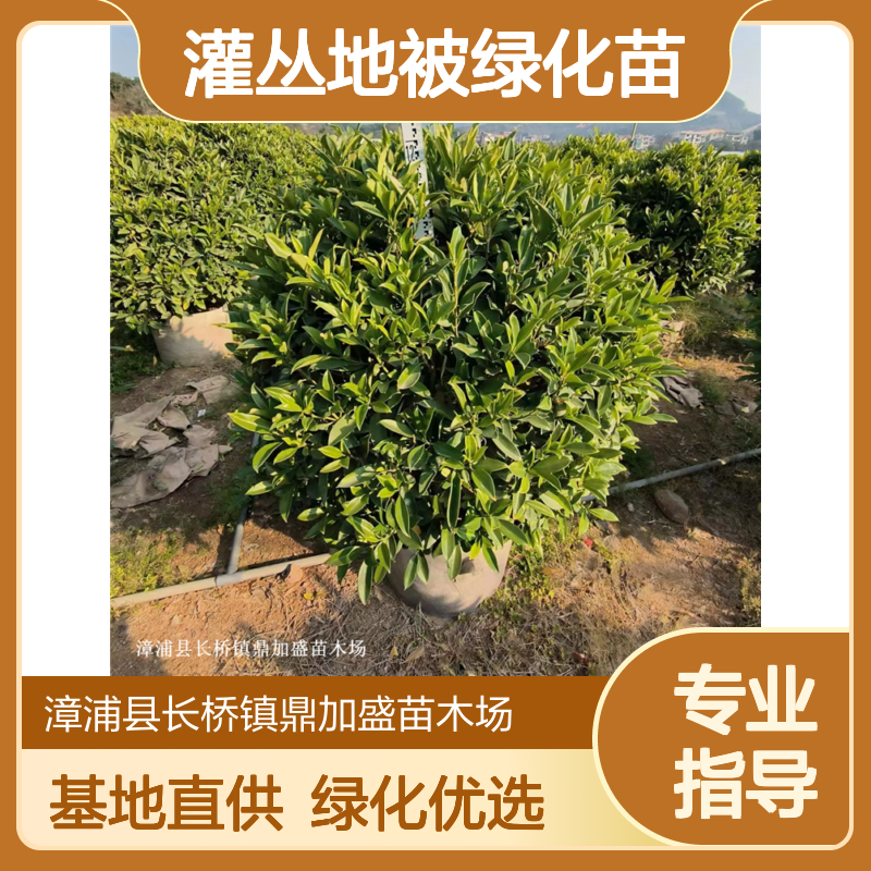 鼎加盛基地供应 精品80cm高非洲茉莉球 2.5年树龄 灌丛地被绿化苗