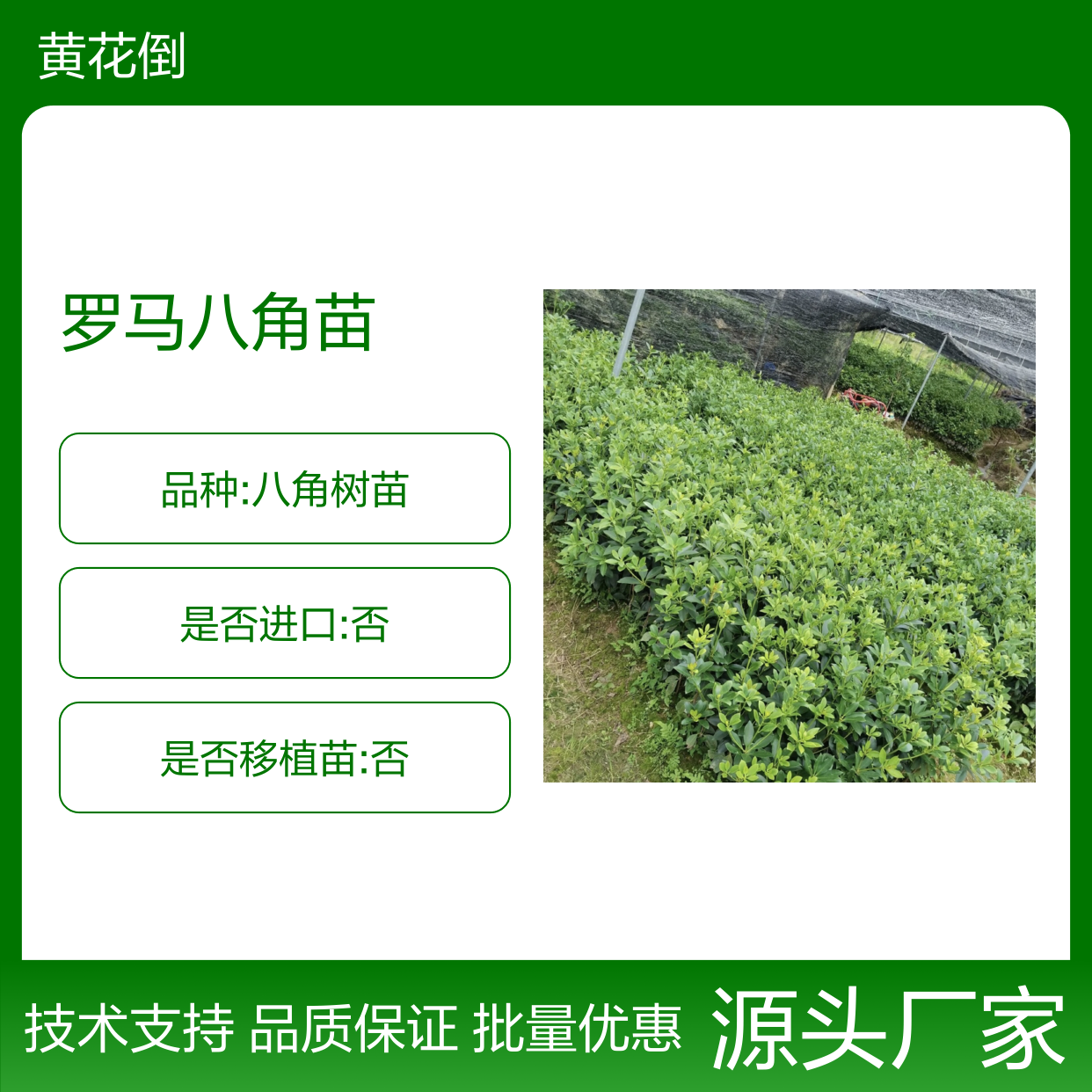 精选罗马八角苗 嫁接技术强 基地直供 品质优良
