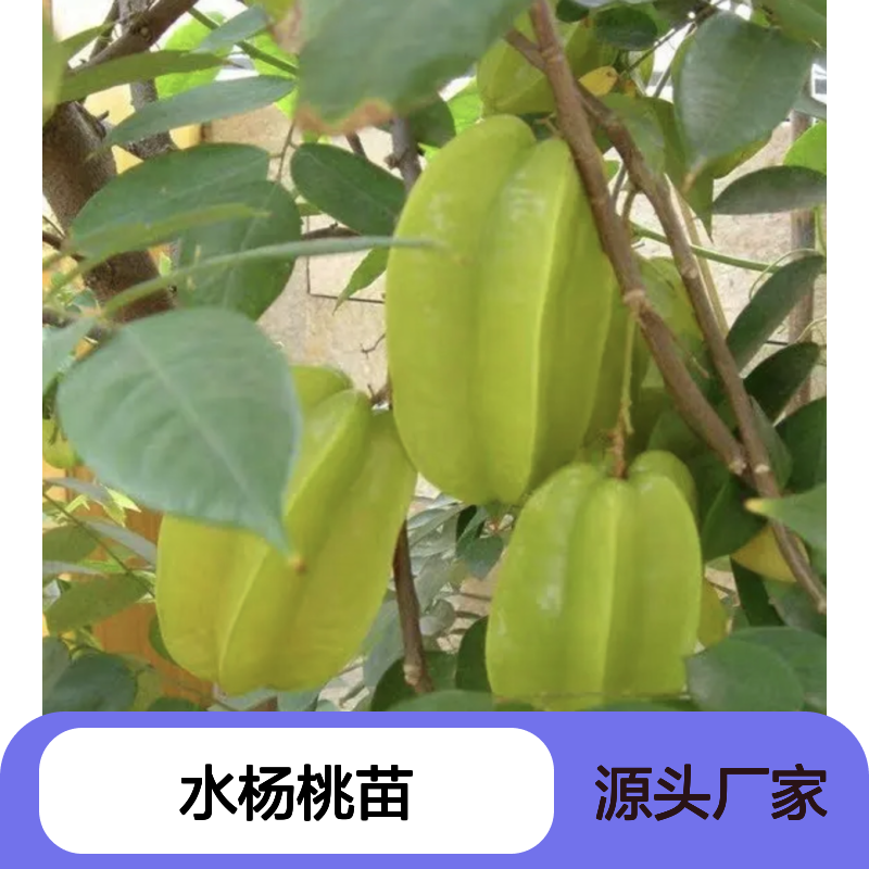 水杨桃种植区 专供水杨桃苗 批发选购 高产稳产