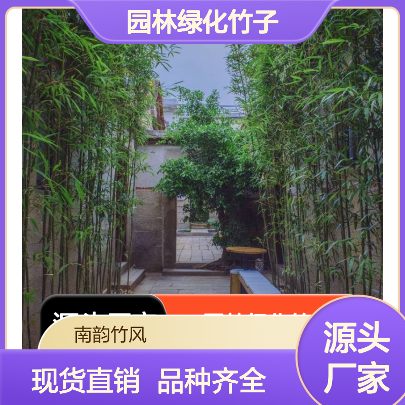 园林绿化竹子 青竹翠竹品种齐全 现货充足 耐旱耐热