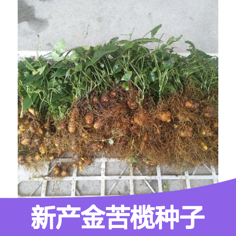金苦榄种子新品 农户直供 种植无忧 技术指导 自然生长
