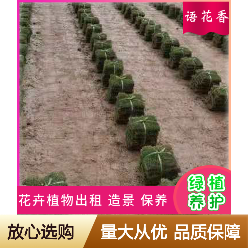 高羊茅混播草坪 马尼拉草皮 城市绿化优选 别墅公园适用 无杂草困扰