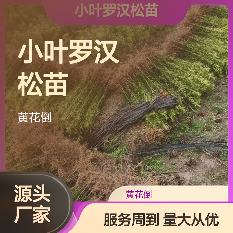小叶罗汉松苗 基地培育 绿化优选 行道树种 多用途广