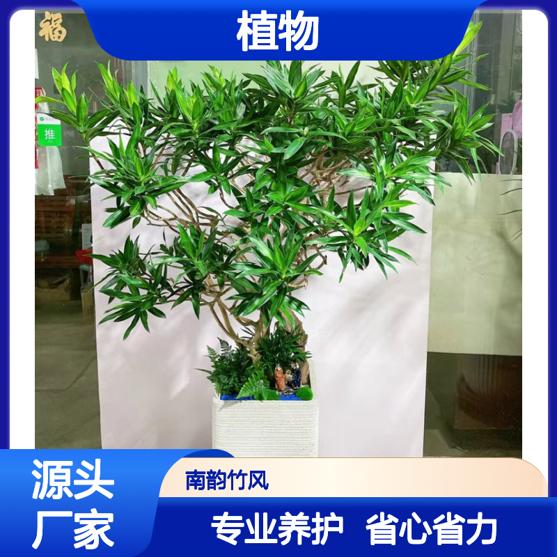 南韵竹风植物租摆服务 绿化工程专家 品种多样