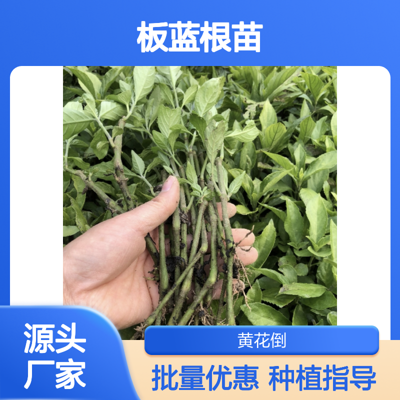 板蓝根苗 园林植物 常绿灌木品种 生长迅速 管理简单
